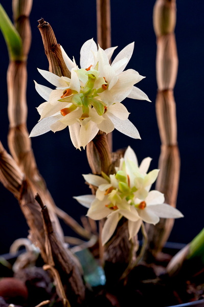 Dendrobium bracteosum