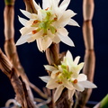 Dendrobium bracteosum