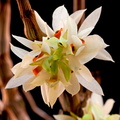 Dendrobium bracteosum