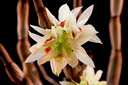 Dendrobium bracteosum