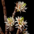 Dendrobium bracteosum