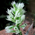 Dendrobium capituliflorum