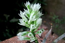 Dendrobium capituliflorum