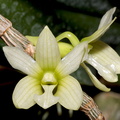 Dendrobium chameleon