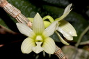 Dendrobium chameleon