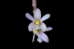 Dendrobium chameleon