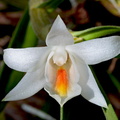 Dendrobium christyanum