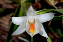 Dendrobium christyanum