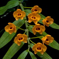 Dendrobium chrysanthum