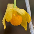 Dendrobium chrysocrepis