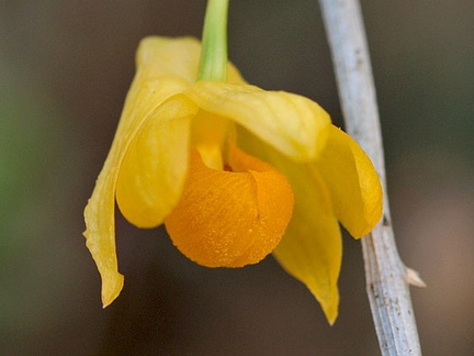 Dendrobium chrysocrepis
