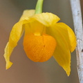 Dendrobium chrysocrepis