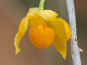 Dendrobium chrysocrepis