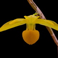 Dendrobium chrysocrepis