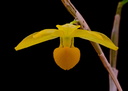 Dendrobium chrysocrepis