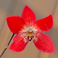 Dendrobium cinnabarinum