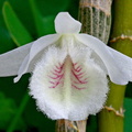 Dendrobium polyanthum