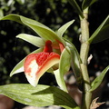 Dendrobium cruentum