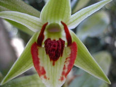 Dendrobium cruentum