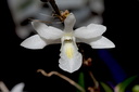 Dendrobium crumenatum