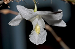 Dendrobium crumenatum