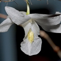 Dendrobium crumenatum