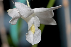 Dendrobium crumenatum