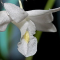 Dendrobium crumenatum