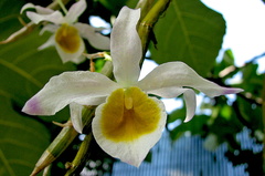 Dendrobium crystallinum