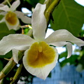 Dendrobium crystallinum