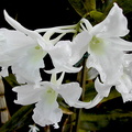 Dendrobium dearei