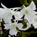 Dendrobium_dearei1.jpg