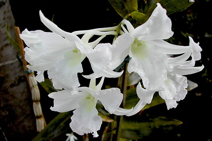 Dendrobium dearei