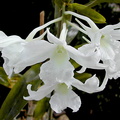 Dendrobium dearei