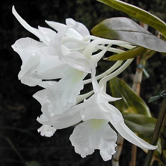 Dendrobium dearei
