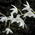 Dendrobium x delicatum