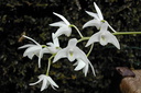 Dendrobium x delicatum