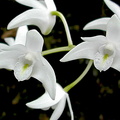 Dendrobium x delicatum