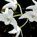 Dendrobium x delicatum