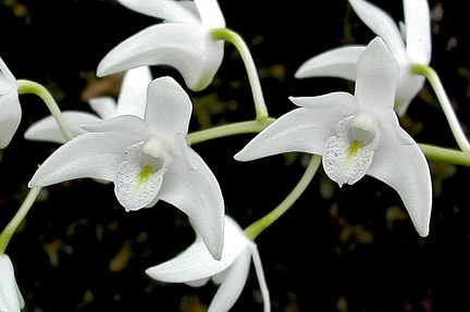 Dendrobium x delicatum