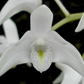 Dendrobium x delicatum