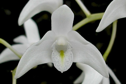 Dendrobium x delicatum