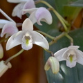 Dendrobium x delicatum
