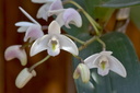 Dendrobium x delicatum