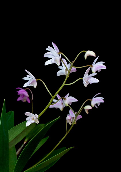 Dendrobium_delicatum5.jpg