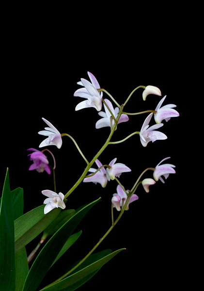 Dendrobium x delicatum