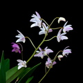 Dendrobium x delicatum