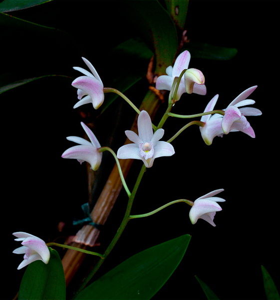 Dendrobium x delicatum