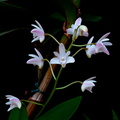 Dendrobium x delicatum