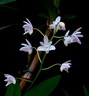 Dendrobium x delicatum